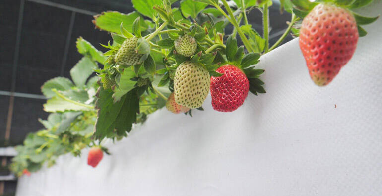 临朐：冬日草莓新鲜上市 价格最高80元一斤