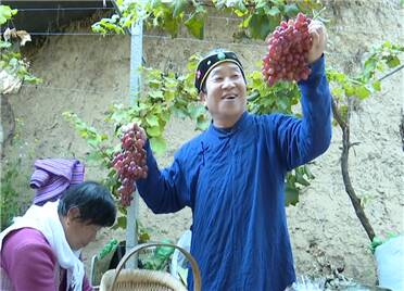 成熟上市！ 寿光侯镇葡萄产值过亿元 成百姓致富的“金豆豆”