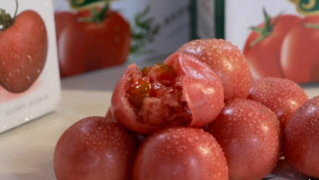 种西红柿人均收入4万多！潍坊市坊子区做强有机农业 带动农民致富