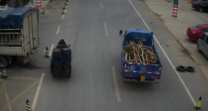 无棣县一男子驾驶农用三轮车盗窃90余颗金枝槐树