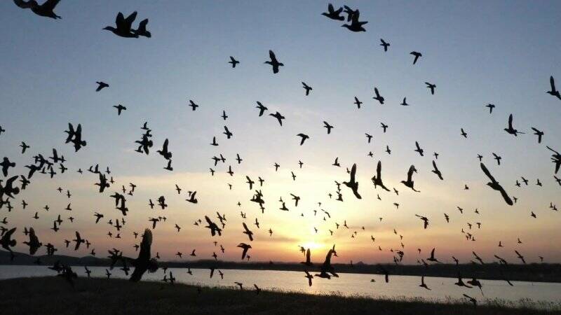 难得一见！5000余只世界濒危鸟类飞越东平湖形成巨大“鸟浪”