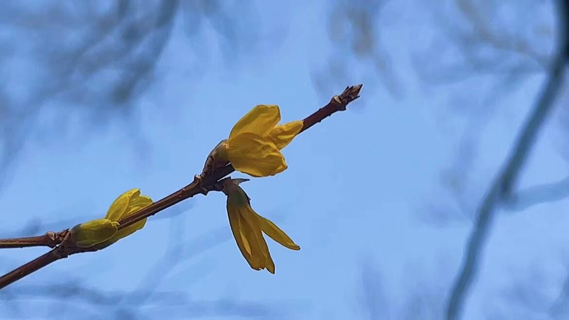 朵朵连翘竞相开放！来大明湖畔感受冬日“春”色