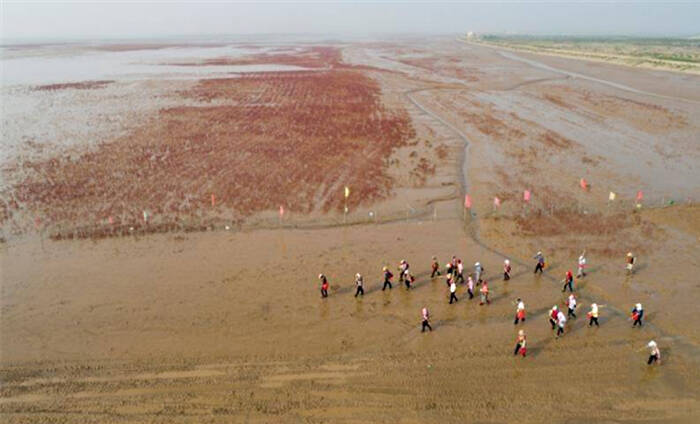 【星辰大海】荒凉近海铺就壮观红地毯 渤海综合治理攻坚战晕出莱州湾畔一抹红