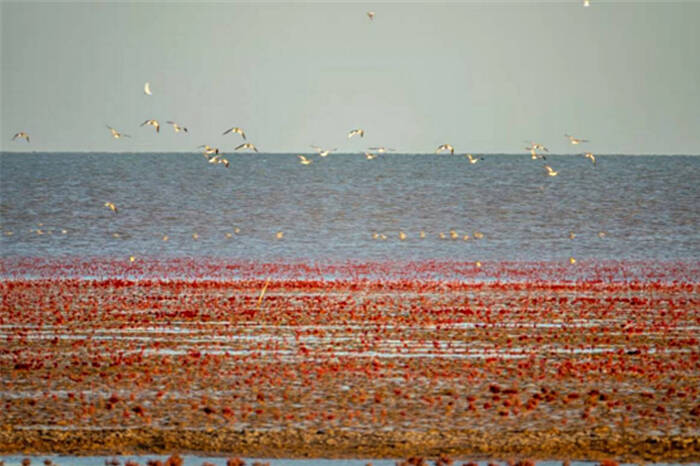 【星辰大海】荒凉近海铺就壮观红地毯 渤海综合治理攻坚战晕出莱州湾畔一抹红