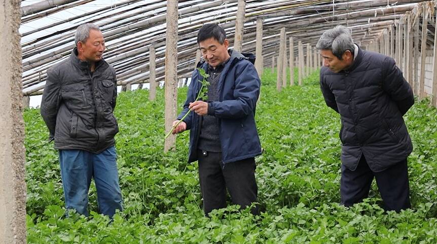 邹城农技人员深入一线 指导农户科学应对寒潮降温