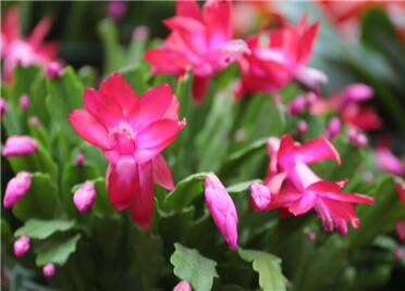 潍坊：花市喜气迎新春 姹紫嫣红接新年