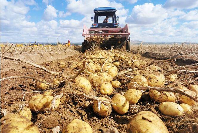 人民日报海外版聚焦山东乐陵：二十年执着科学种薯—— “小土豆”成“金疙瘩”