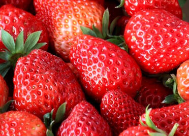 齐河：数十种草莓迎来采摘期，黄豆做底肥口感好、甜度高