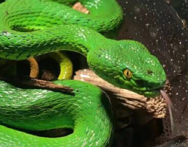 绿树蚺、闪鳞蛇、白化滑鼠蛇…… 俩男子网上出售国家二级保护动物被抓获