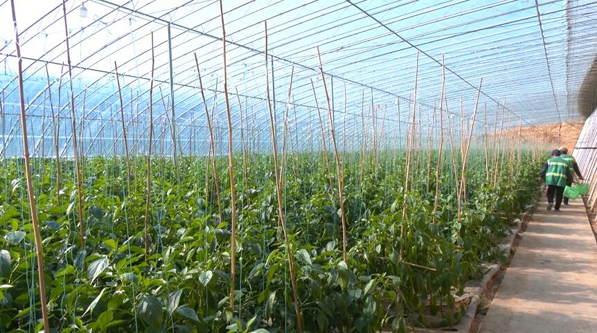 曲阜市增加技术指导 提高蔬菜供给能力
