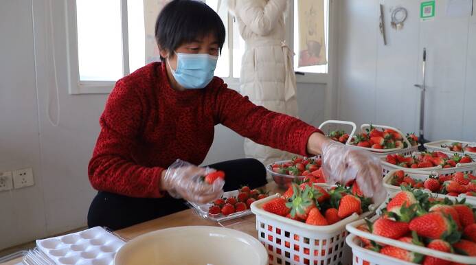 开启“莓”好时光！济南钢城迎来草莓采摘丰收季