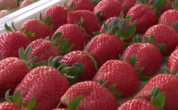 冬日草莓“甜蜜”上线，滕州小草莓成了大产业