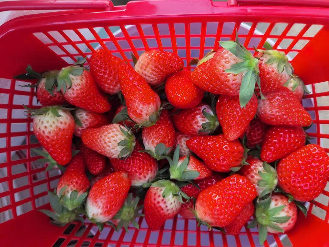 日照四门口村：全省景区化村庄内草莓成为村民“致富果”