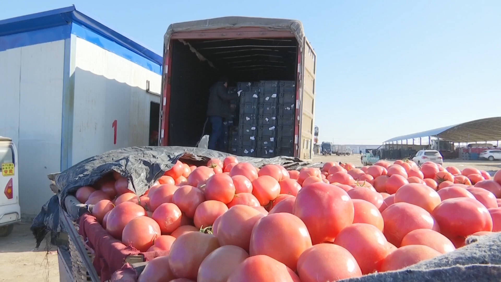 德州：强化蔬菜生产和调运存储，确保“菜篮子”保供稳价