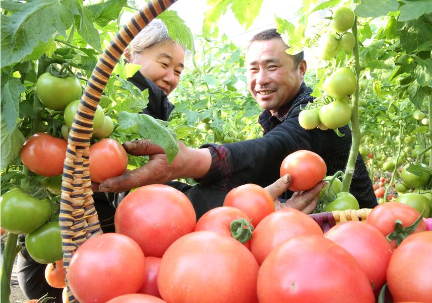 东营市东营区：小番茄做成大产业 振兴路上“柿”不可挡