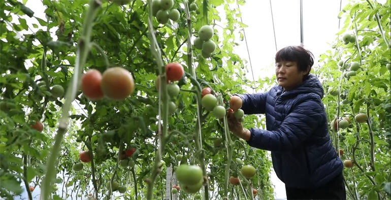 潍坊加快实施品牌强农工程 助推农业高质量发展