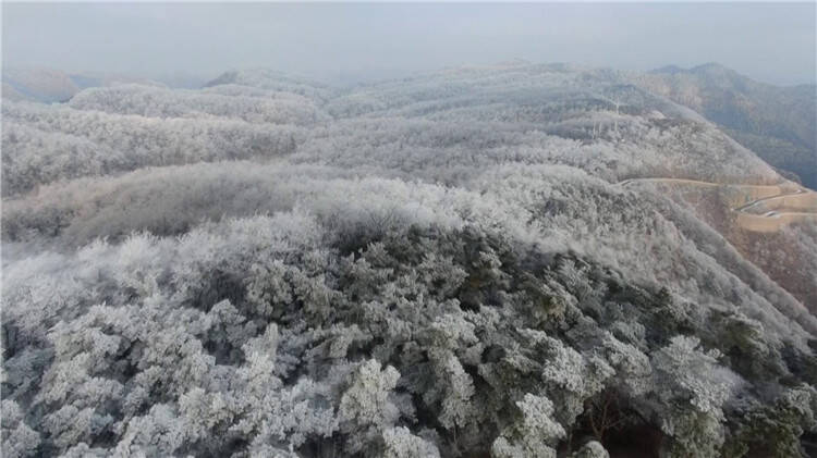 绝美！青州仰天山现大规模雾凇 山峦灌木披银装