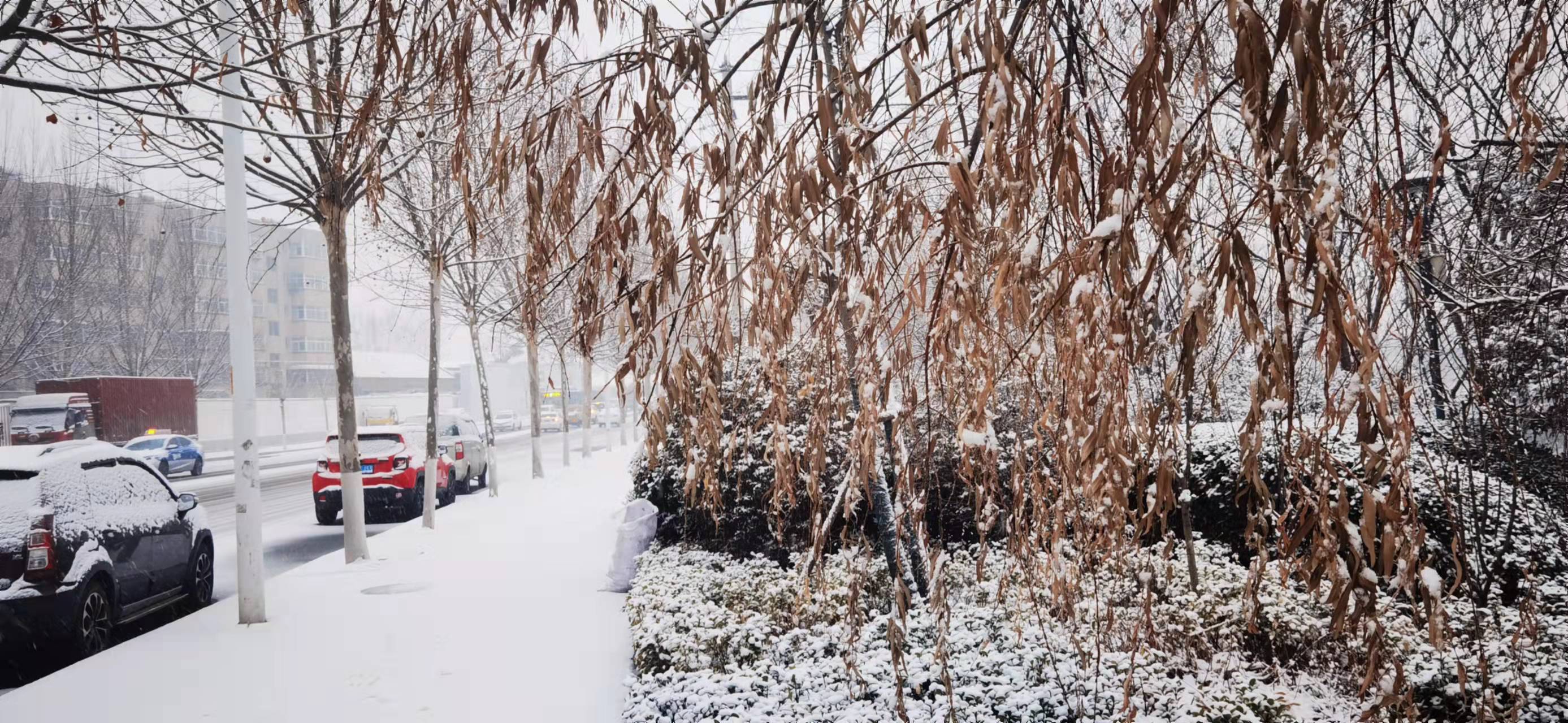 下雪啦！山東多地普降瑞雪 最大降水點出現在菏澤