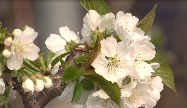 安丘：温室大樱桃花开满园迎新春
