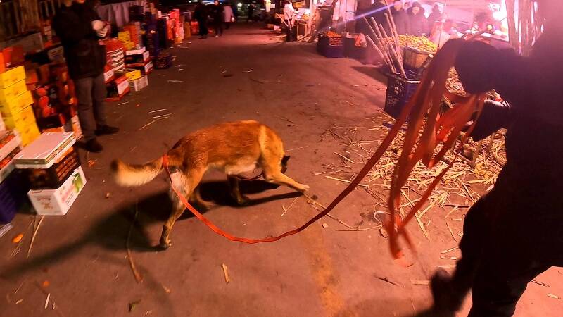 警犬常去农贸市场夜练  原来是锻炼它的专注力