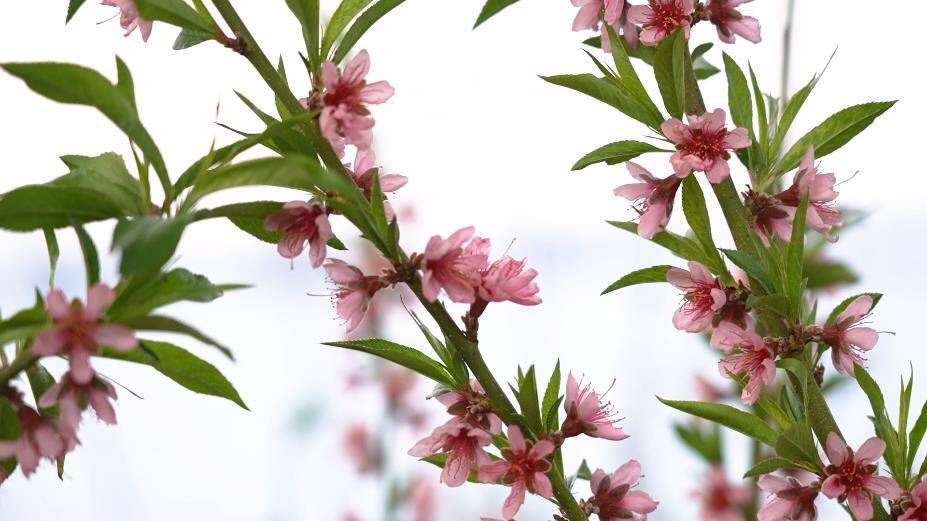 武城西店村百亩温室桃树开花，预计“五一”前后桃子上市