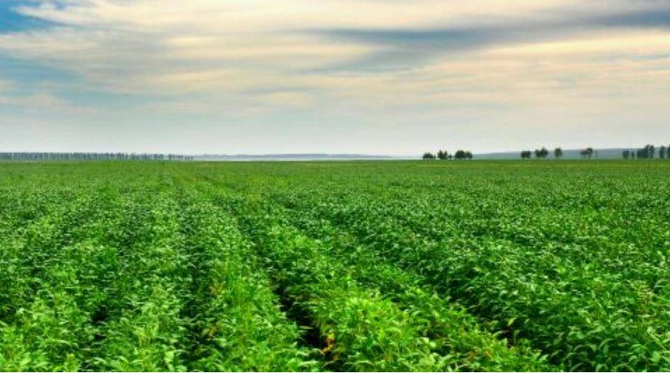 山东台重磅报道丨德州：国产非转基因大豆的“突围路”