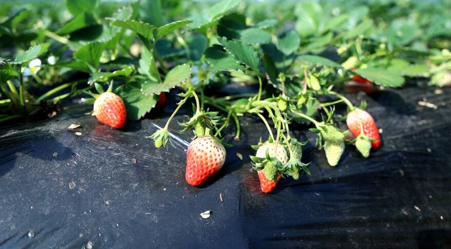 拥抱“莓”好时光 汶上小草莓带动村集体大发展