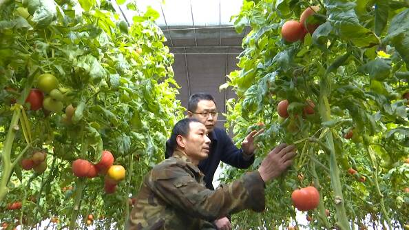 潍坊：大棚蔬菜如何应对“倒春寒”？农技专家现场支招