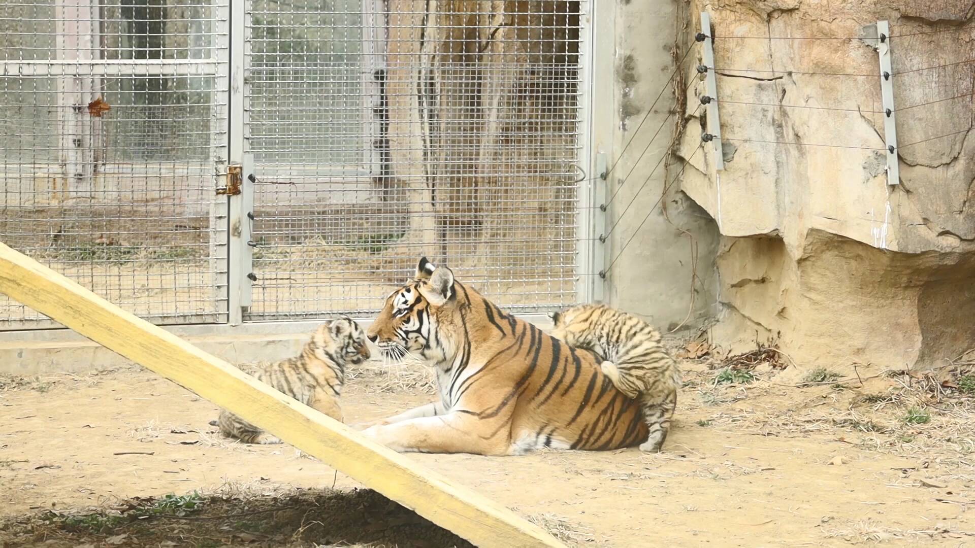 投票结果来了！临沂动植物园的双胞胎虎年“虎宝宝”有名字了