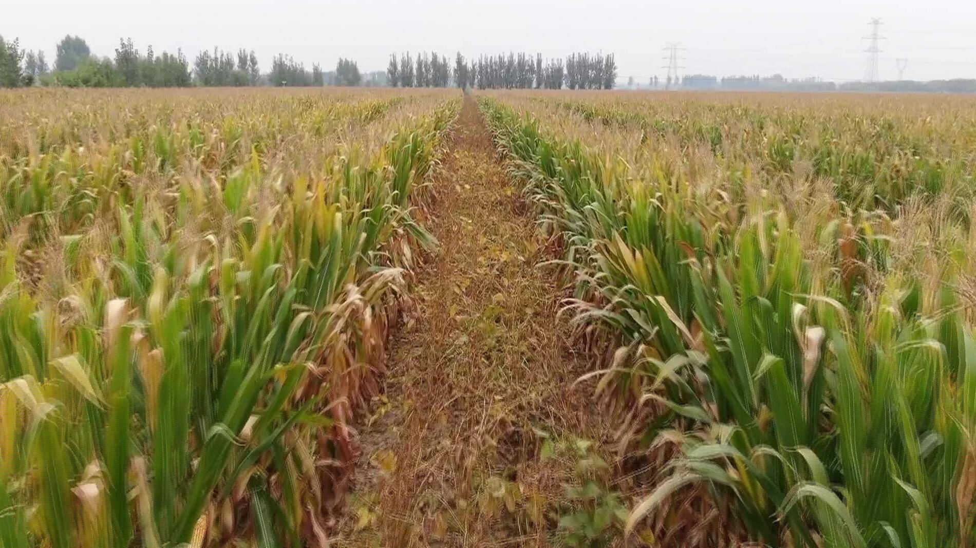 大豆玉米这样种植，每亩地能“白捡”200多斤大豆，禹城今年要种10万亩