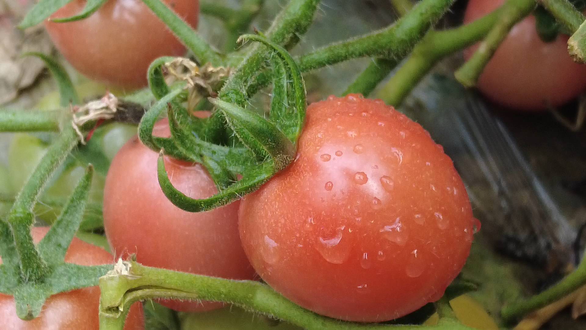 日销量达30万斤！济南这里的樱桃番茄好种好吃又好看