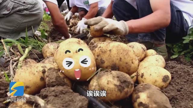 小土豆登上“好品山东”代言席 彰显产粮大省责任担当