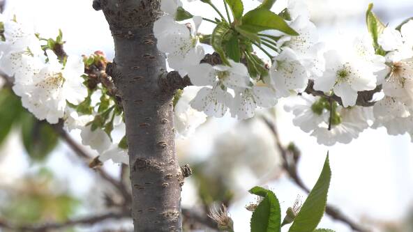 大棚樱桃上市早、口感好 潍坊峡山区种植户增收路径更宽了