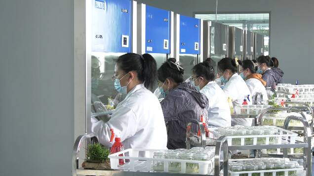 潍坊峡山区“校企合作”助推生姜产业转型升级 打造现代农业“科技硅谷”
