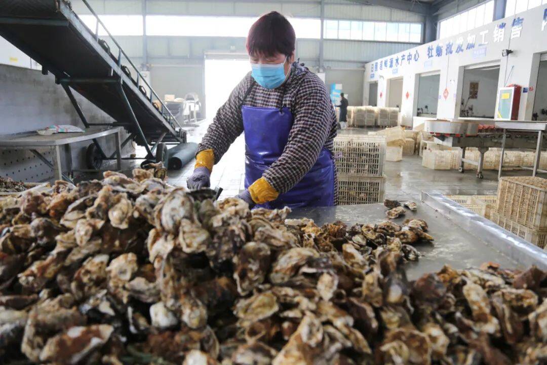 日照经开区：肥了牡蛎乐了渔民 今年销售额有望突破1.5亿元