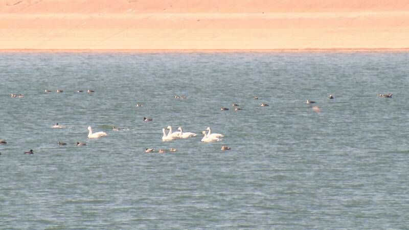 湖畔漫步、觅食、飞翔……夏津县迎来24只北迁小天鹅