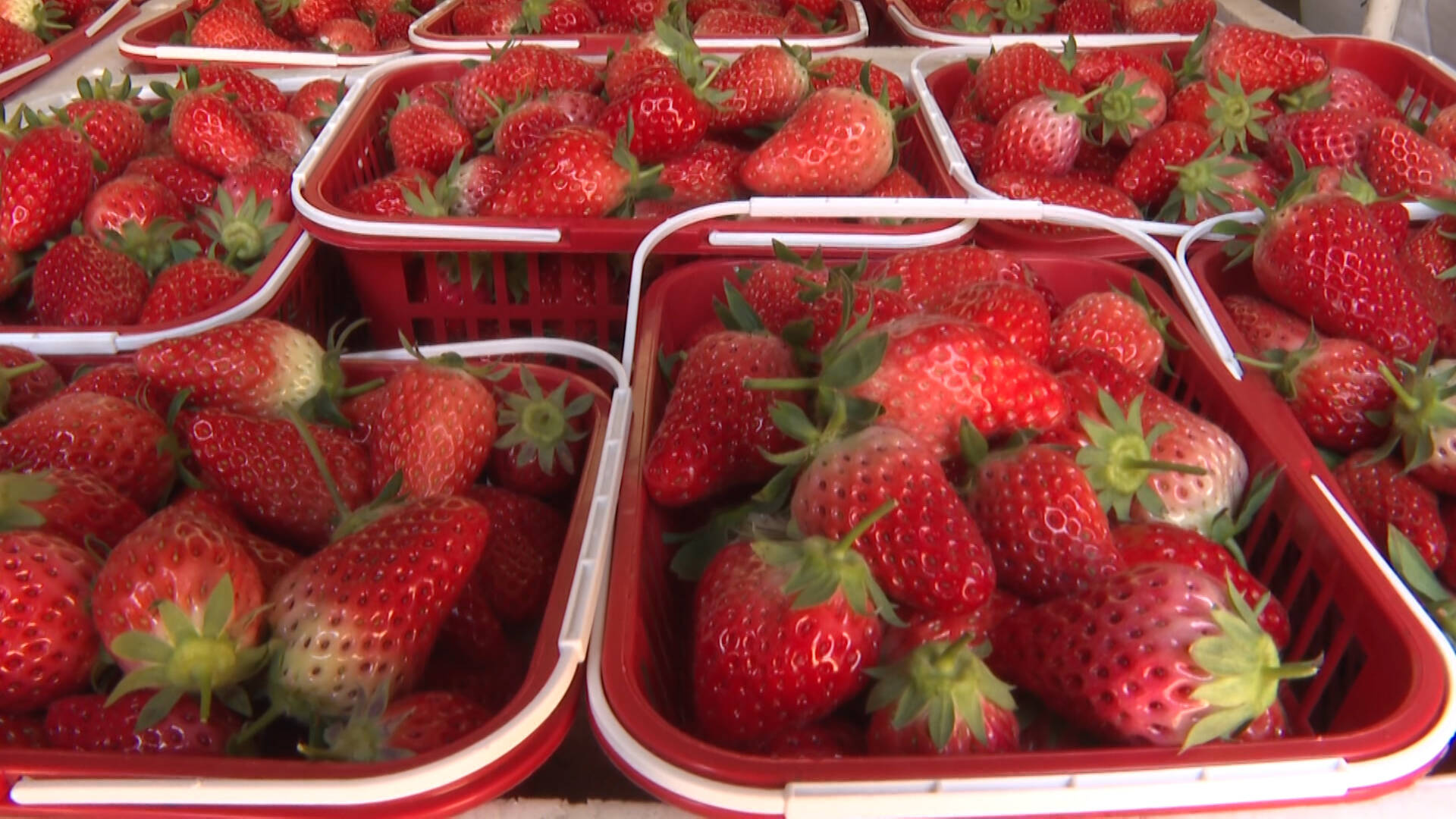 枣庄峄城：小草莓映红乡村“莓”好生活