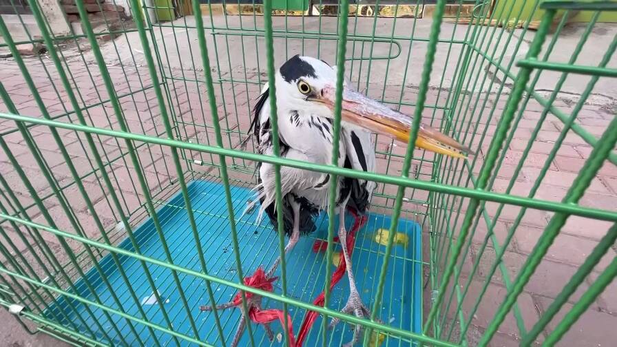 国家二级保护动物苍鹭受伤坠地，东阿警民合力救助