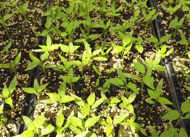 武城：培育辣椒新品种、发展工厂化育苗，产量提高25%