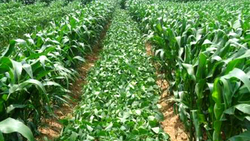德州今年玉米大豆带状复合种植30万亩，有哪些技术难点？一起来看