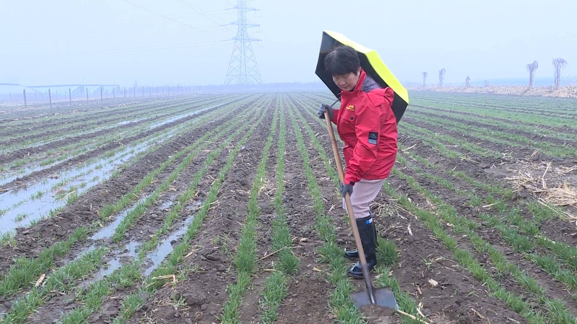 山东出现今春首场大范围降雨 专家：改善土壤墒情 利于冬小麦生长