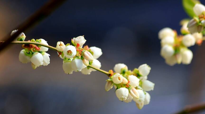 洁白透亮花香阵阵 邹城蓝莓花开为春天增添别样景色