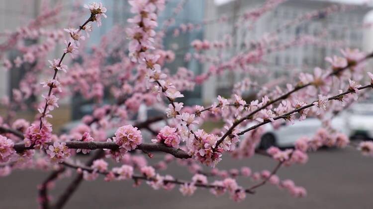 不惧“倒春寒”！看，江北水城的春天，依然绚烂