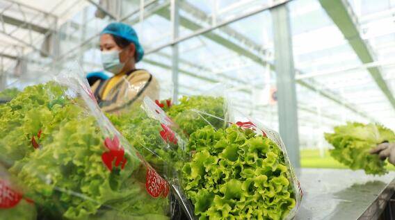 兰陵县：防疫生产两不误 全力保障蔬菜供应