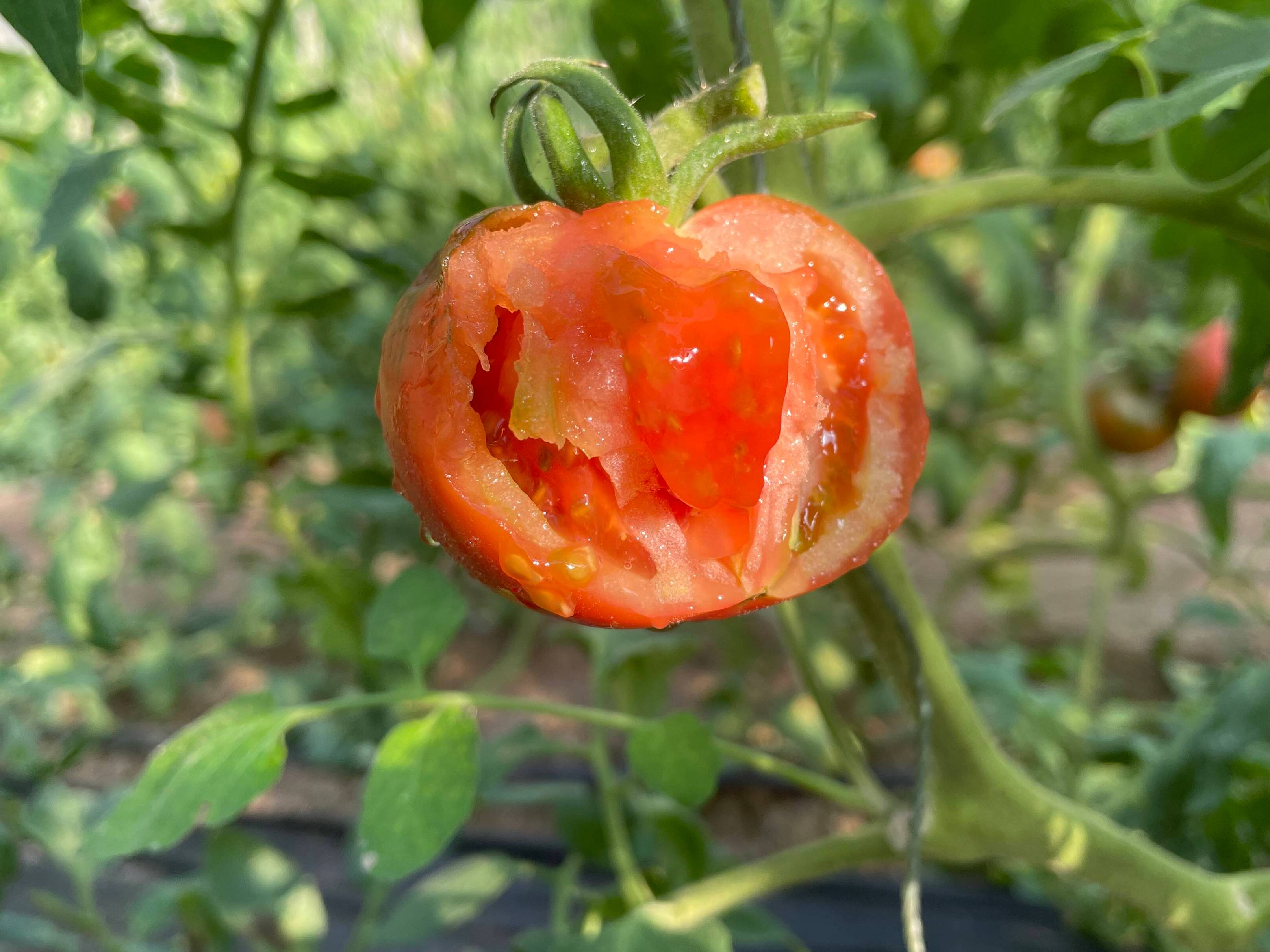 这就是济南|全国100个西红柿中竟有3个产自济南这个地方 还要建设亚洲最大番茄产业链