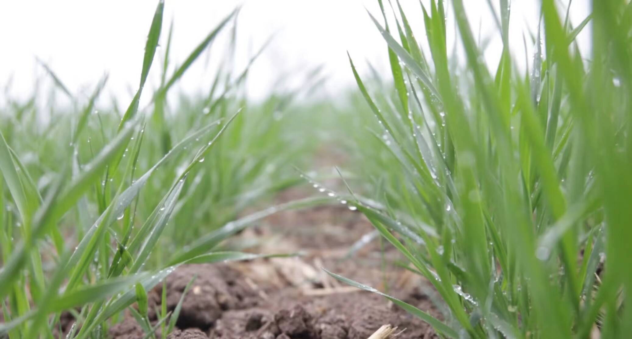 趁墒追肥 山东大范围降雨利于冬小麦生长 设施农业需注意低温寡照