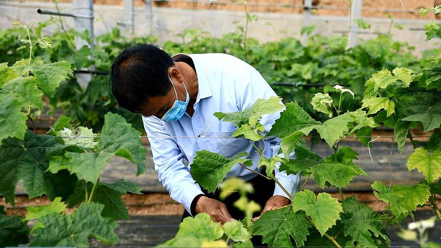 科技赋能葡萄产业 智慧农业助力广饶乡村振兴