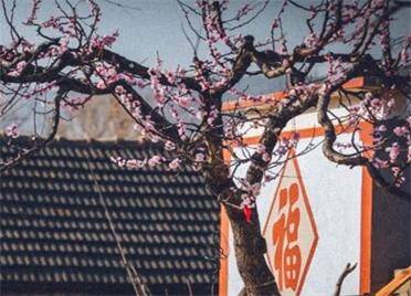 组图丨好一派春日盛景，烟台莱州大岚张村花开正盛！