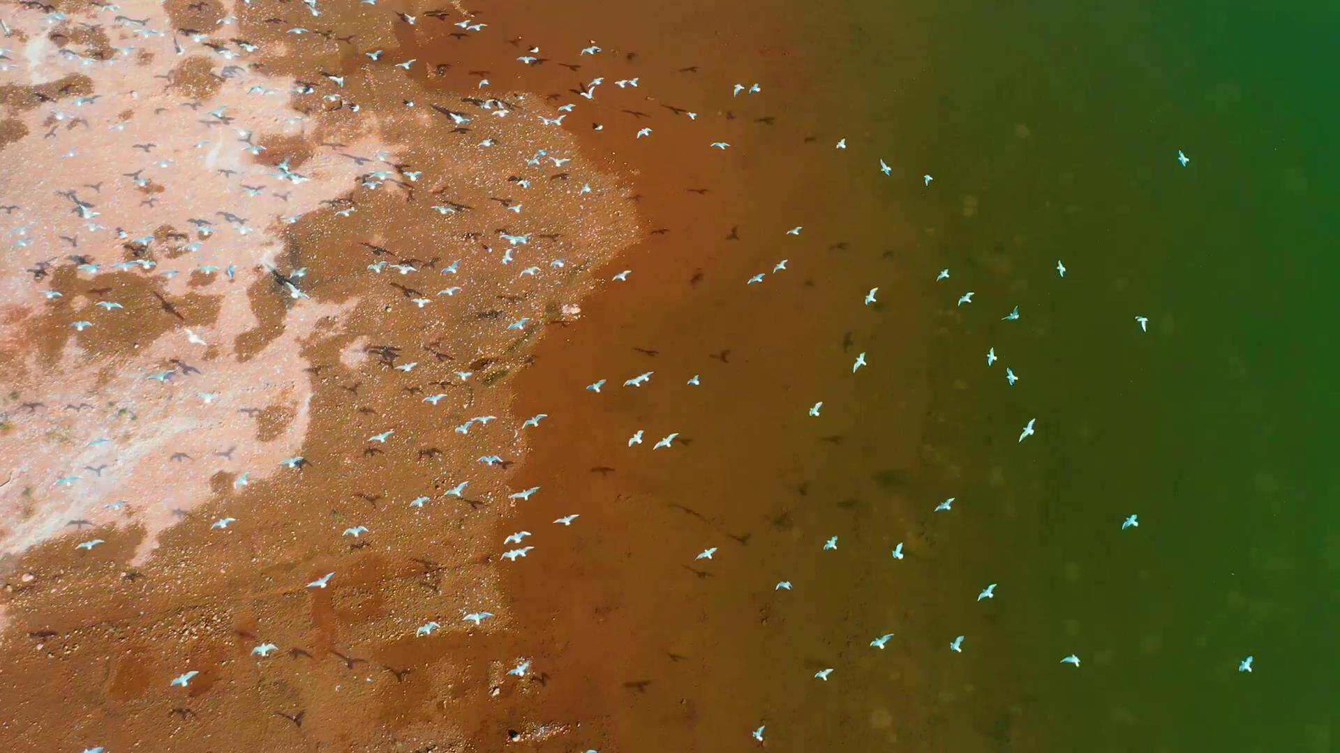 国际爱鸟日丨东平湖：环境提升鸟先知  成群结对来“打卡”