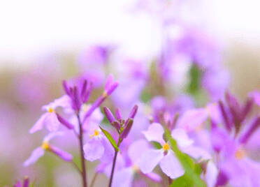 诗画山东丨乐陵：赏一树姹紫嫣红 品满园旖旎春景